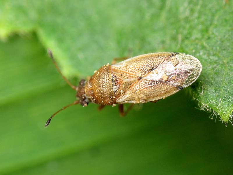 Cymus melanocephalus Fieber, 1861